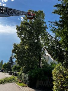 H0 - Ast/Baum gefallen Verkehrsweg