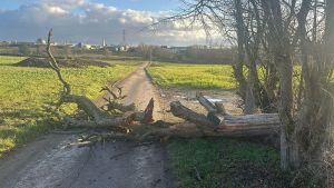 H0 - Ast/Baum gefallen Verkehrsweg