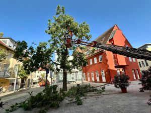 H0 - Ast/Baum gefallen Verkehrsweg