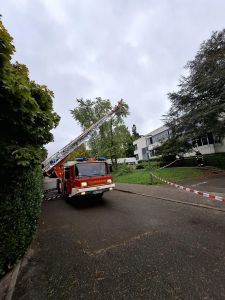 H0 - Ast/Baum gefallen