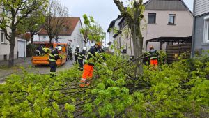 H1 - Ast/Baum droht zu fallen Verkehrsweg