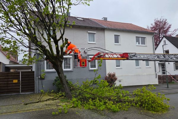 H1 – Ast/Baum droht zu fallen Verkehrsweg