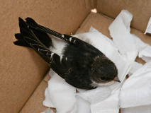 2592-2024_08_06_H0_1